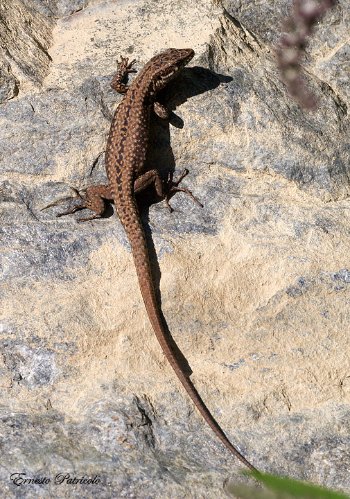 Podarcis muralis femmina